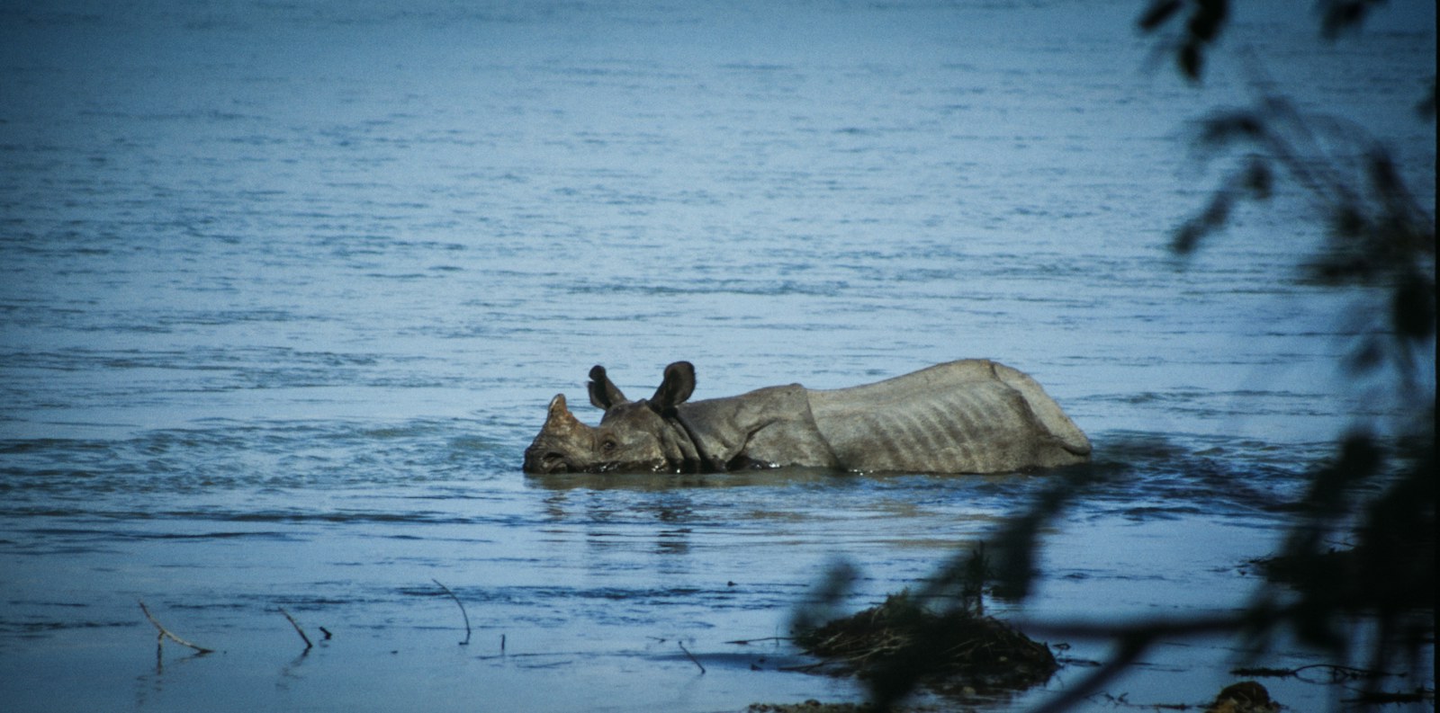 A greater one-horned rhinoceros wading through water in Chitwan National Park, Nepal