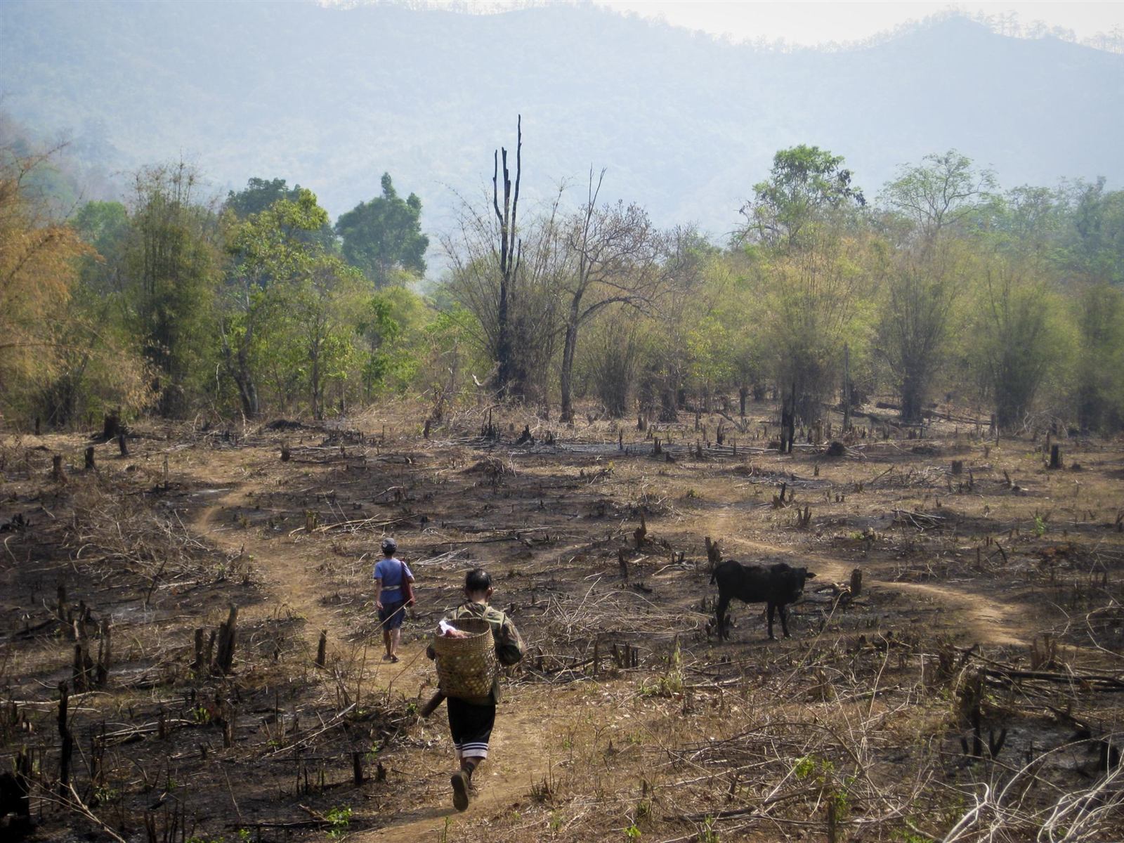 Deforested land