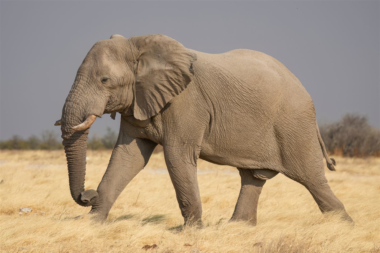 Elephant in the wild