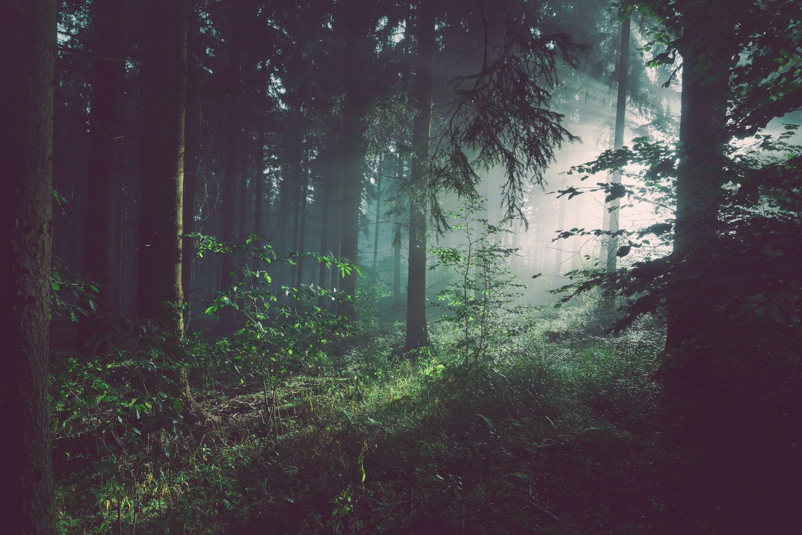 Forest habitat
